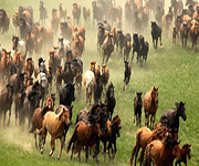 horses running in grasslands inner mongolia