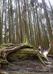 cypress tress, taiwan